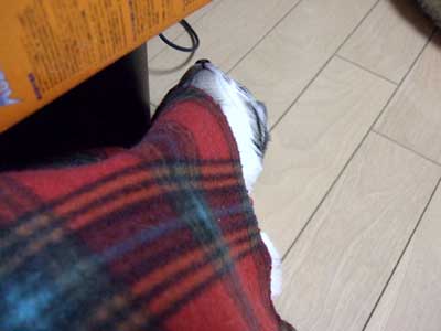 07031302.jpg