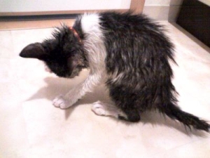 Thumbnail of post image 061