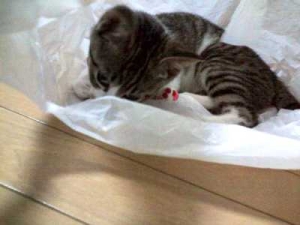 Thumbnail of post image 127