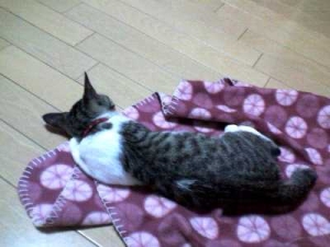 Thumbnail of post image 010