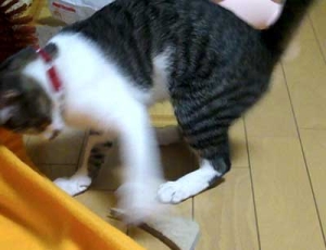 Thumbnail of post image 070