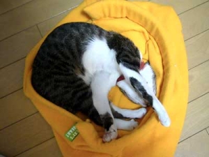 Thumbnail of post image 061