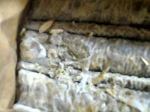 Thumbnail of post image 113