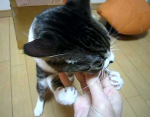 Thumbnail of post image 199