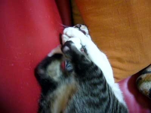 Thumbnail of post image 029