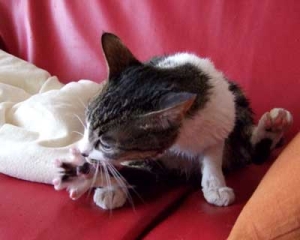 Thumbnail of post image 156