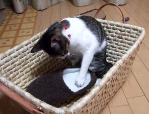 Thumbnail of post image 067