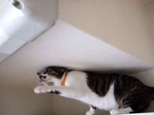 Thumbnail of post image 141