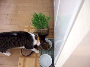 Thumbnail of post image 004