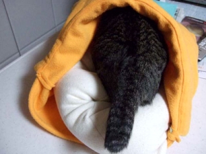 Thumbnail of post image 037
