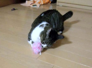 Thumbnail of post image 053