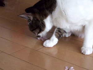 Thumbnail of post image 047
