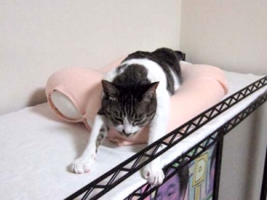 Thumbnail of post image 007