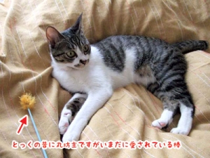 Thumbnail of post image 062