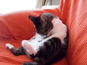 Thumbnail of post image 063
