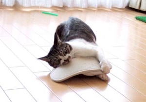Thumbnail of post image 060