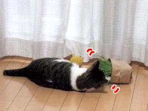 Thumbnail of post image 153