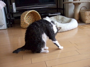 Thumbnail of post image 153
