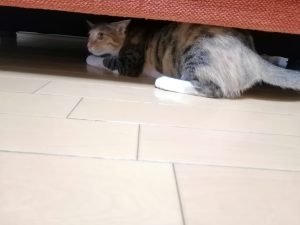 Thumbnail of post image 006